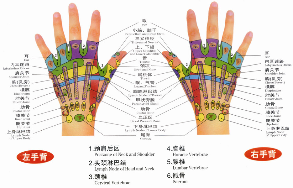 手部反射区图（左手背、右手背）