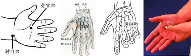 劳宫穴解剖图解