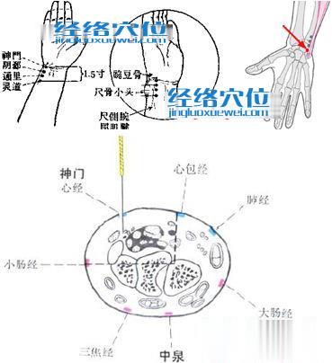 神门穴解剖图