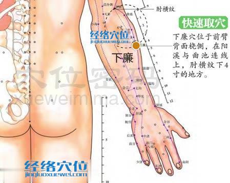 图解下廉穴的位置