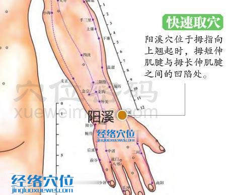 图解阳溪穴的位置图