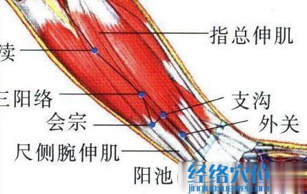 外关穴的位置解剖分析图