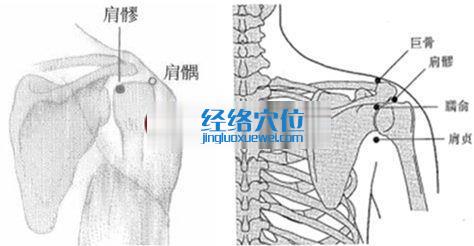 肩髎穴位位置图