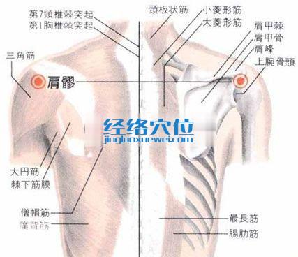 肩髎穴的位置解剖分析图