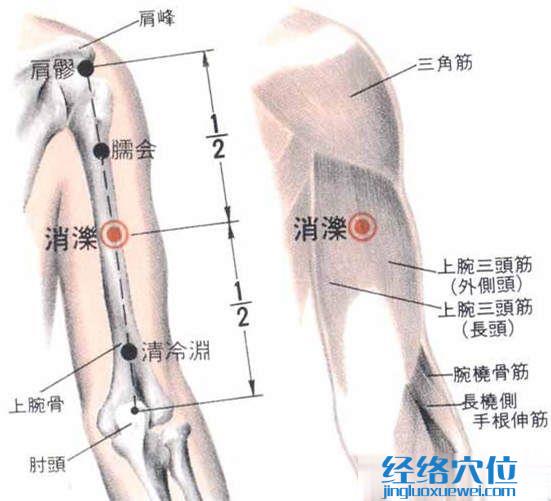 消泺穴位置解剖分析图