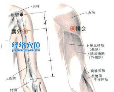 臑会穴的位置解剖分析图