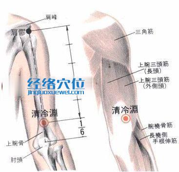 清冷渊穴的位置解剖分析图