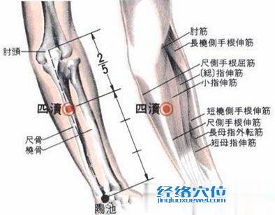 四渎穴的位置解剖分析图片