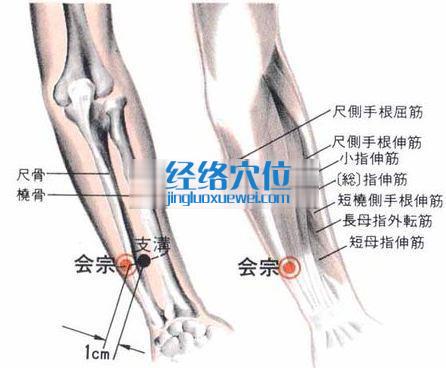 会宗穴的位置解剖分析图