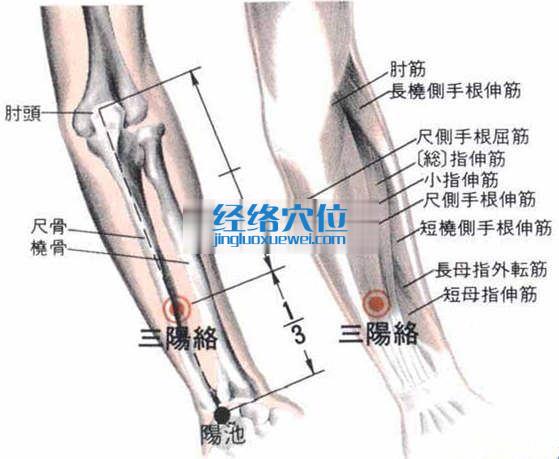 三阳络穴的位置解剖分析图