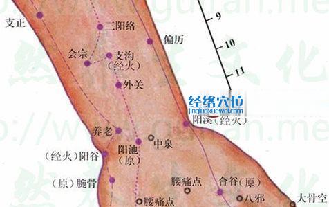 会宗穴的准确位置图