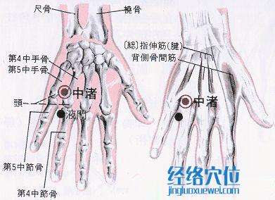 中渚穴的位置解剖分析图