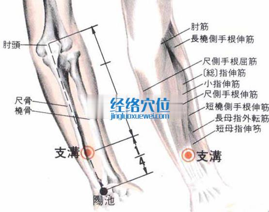 支沟穴的位置解剖分析图