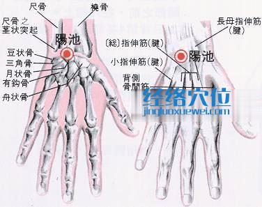 阳池穴的位置解剖分析图