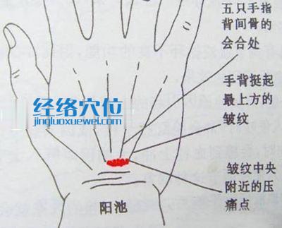 图解阳池穴的准确位置