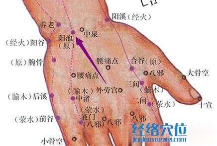 阳池穴的准确位置图