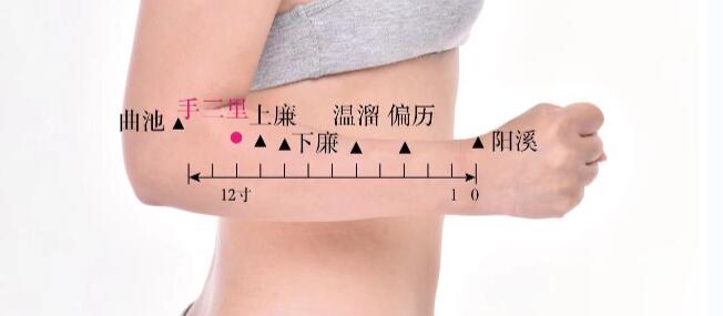 手三里的准确位置图及视频功效位位置图