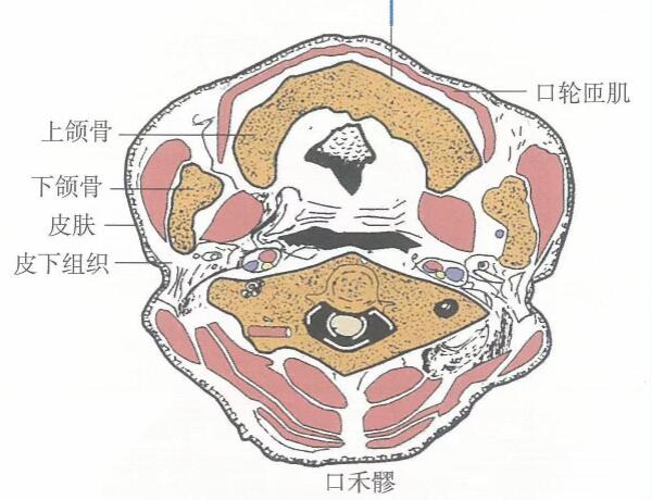 口禾髎的准确位置图及功效视频位位置图