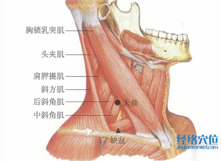 天鼎的准确位置图及视频功效位位置图