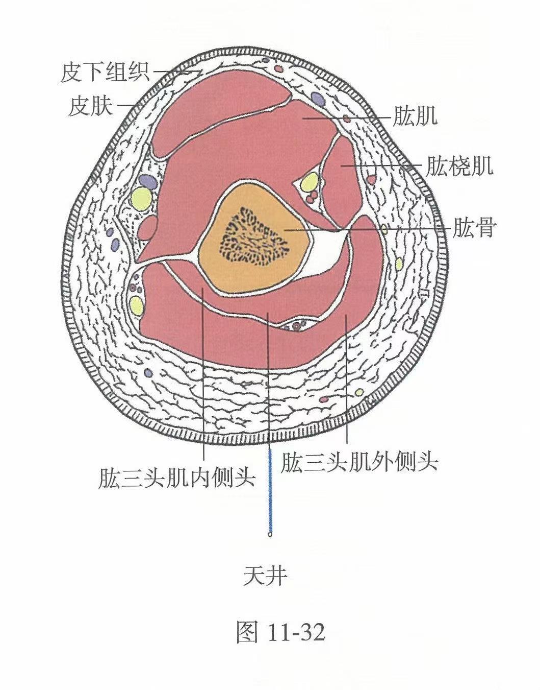 天井穴：行气散结 安神通络_经络穴位_水葫芦健康网