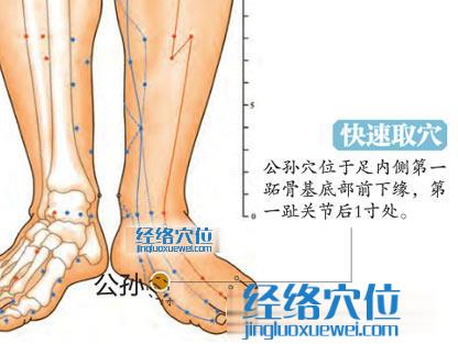 图解公孙穴的位置