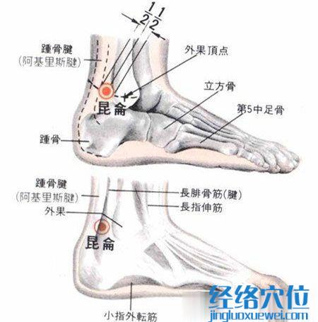 昆仑穴的解剖分析图