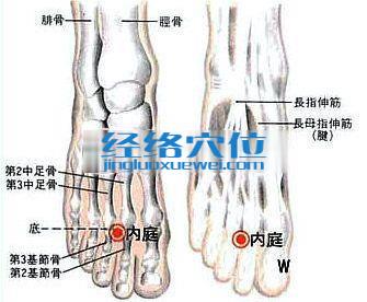 内庭穴的位置及解剖分析图