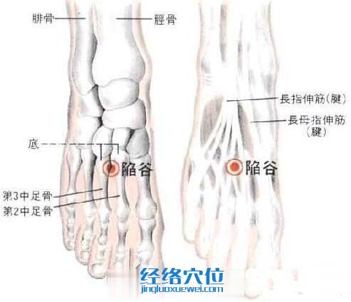 陷谷穴位及解剖分析图