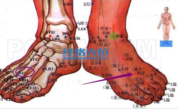 足阳明胃经 陷谷穴