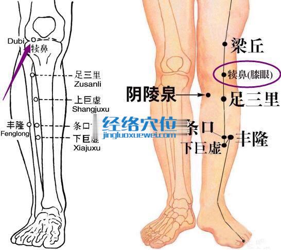 犊鼻穴的位置图