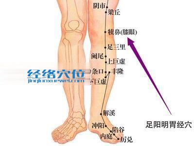 图解足阳明胃经之犊鼻穴位图