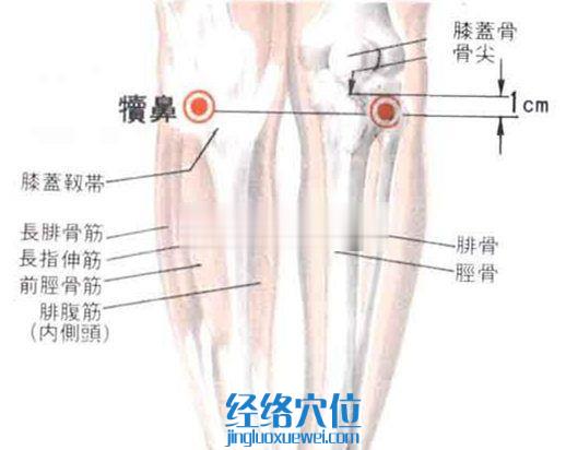 犊鼻穴的位置解剖分析图