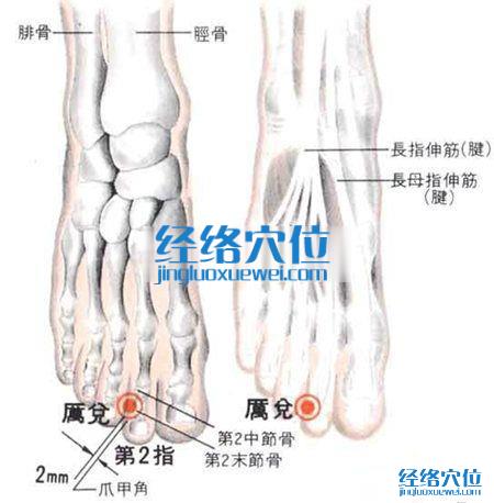 厉兑穴的位置解剖分析图