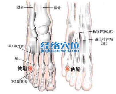 侠溪穴的位置解剖分析图