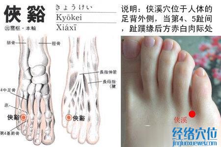 侠溪穴位位置图