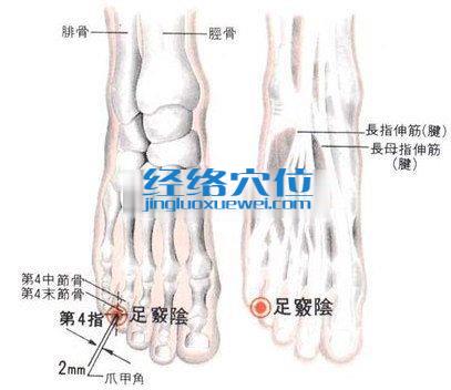 足窍阴穴的位置解剖分析图