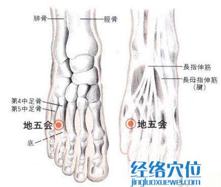 地五会穴的位置解剖分析图