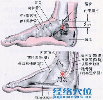 照海穴的位置解剖分析图