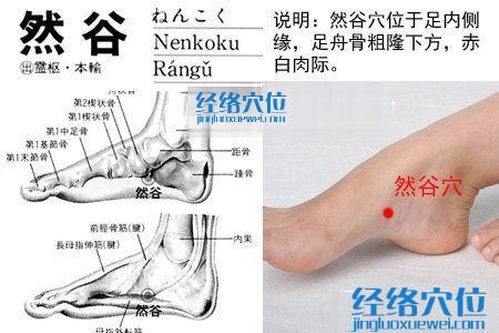 然谷穴的位置解剖分析图