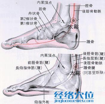 太溪穴的位置解剖分析图