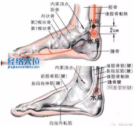 水泉穴的位置解剖分析图