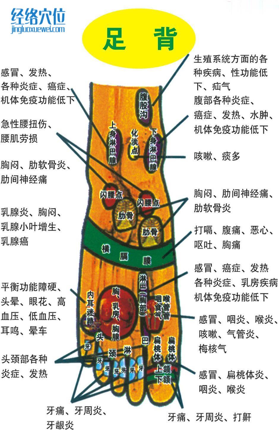 足部反射区图（足背）