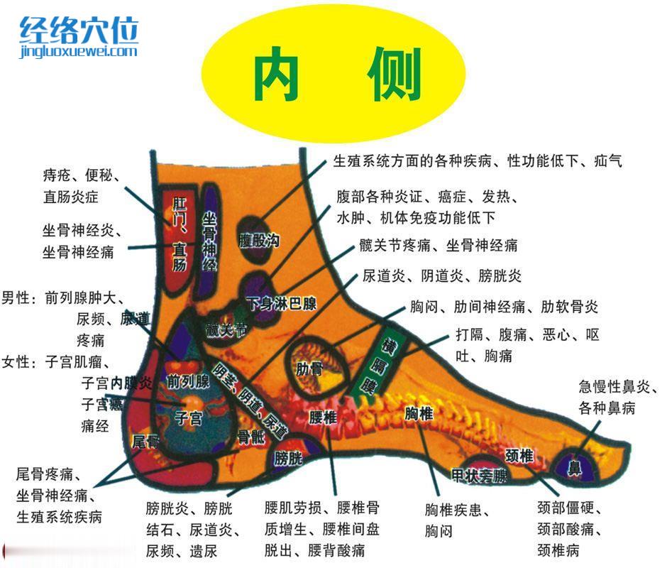 足部反射区示意图脚底反射区图