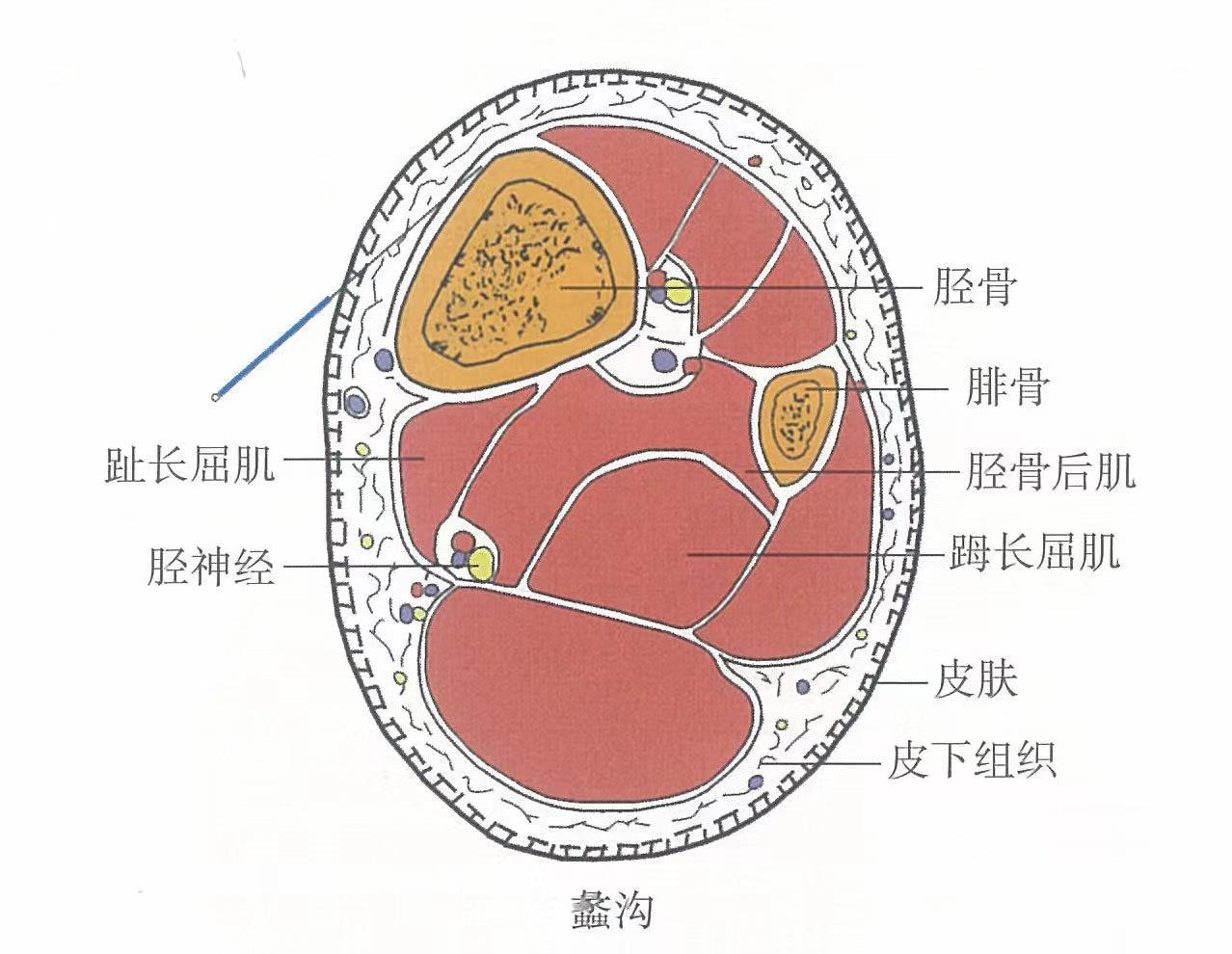 蠡沟的准确位置图及功效视频位位置图_按摩蠡沟的准确位置图及功效视频的作用与好处_经络穴位网