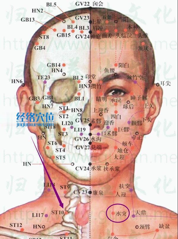 头部面部穴位图及水突穴的位置解剖分析图