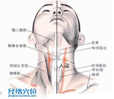 人迎穴的位置及解剖分析图