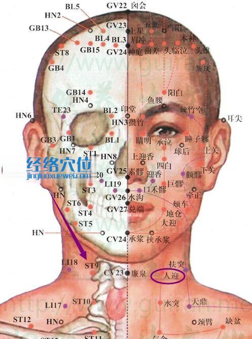 人迎穴位位置图及解剖分析图