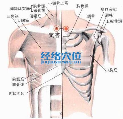 气舍穴的位置解剖分析图