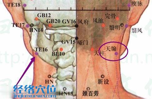 天牖穴的准确位置图