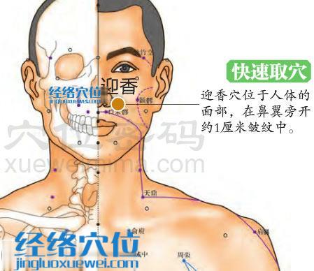 迎香穴的准确位置